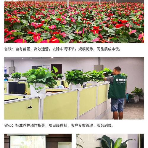 武汉植物租赁绿植上门养护办公室绿化1200档