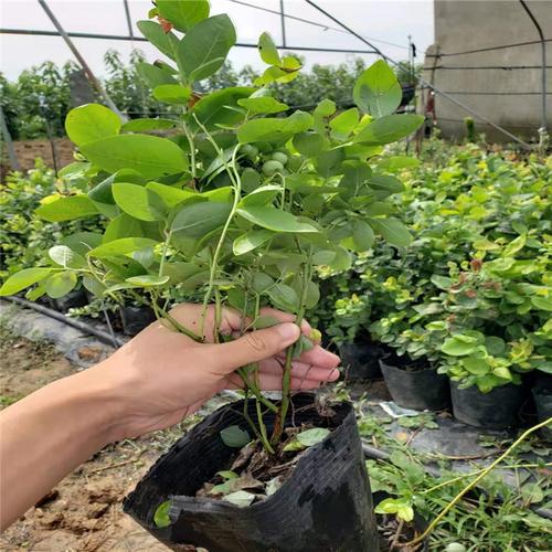 湖北出售奥尼尔蓝莓苗批发价格专业服务