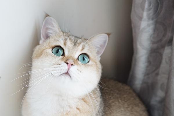 回应: 【讨论】能不能看看你的绿眼睛小猫咪