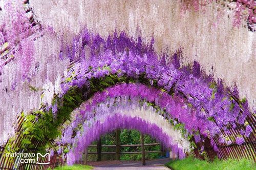 紫藤花开香满园——福冈,八幡,指宿,屋久岛巡回记(完结篇)