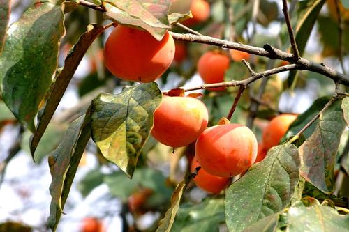 秋高气爽柿子熟了