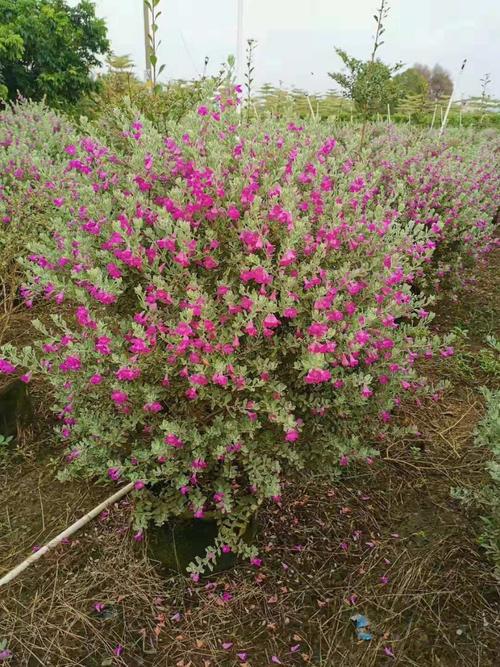 盆栽红花玉芙蓉球1.3米高多花灌纵花苗中山基地直销