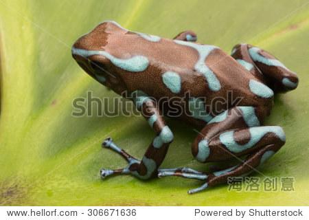 tropical poison dart frog from the exotic rain forest of panama.
