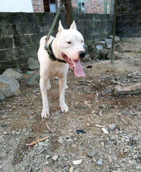 马犬一对,杜高一对打包有优惠—钦州灵山县马犬