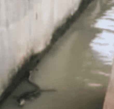 1984年,湖南发现一只蛇形龟,研究至今!