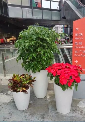 办公室植物租摆这些绿植,还你绿色好心情