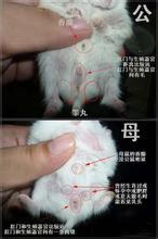 仓鼠怎么看公母