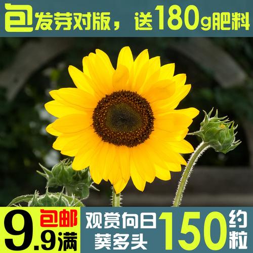 高产瓜子盆栽矮食用向日葵种子观赏庭院四季小葵花籽矮大头油葵