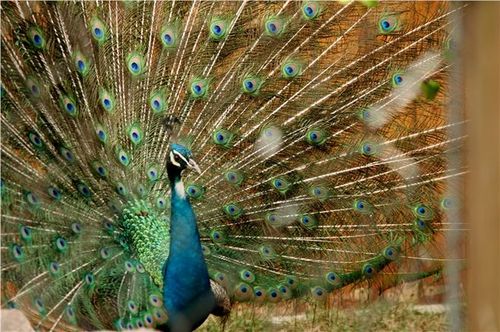 动物园里的孔雀