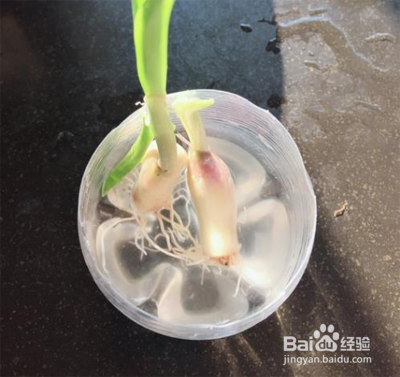 用水种大蒜的步骤