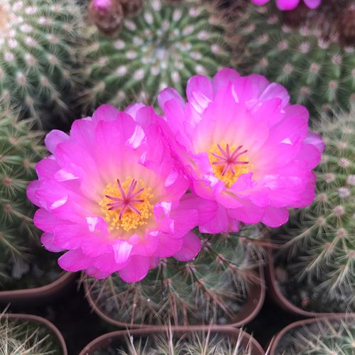 二月晴复色彩玉仙人球实生南国玉属顶花球属多植物