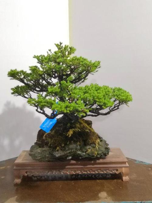 进口虾夷松
