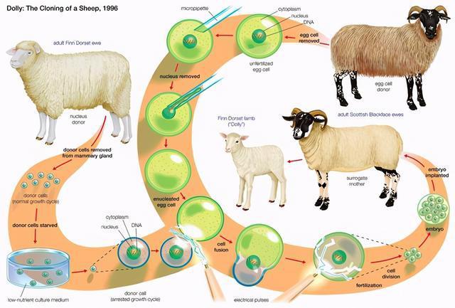 在克隆羊多莉诞生后半年,关于它的论文发表在英国期刊《自然》上,一夜