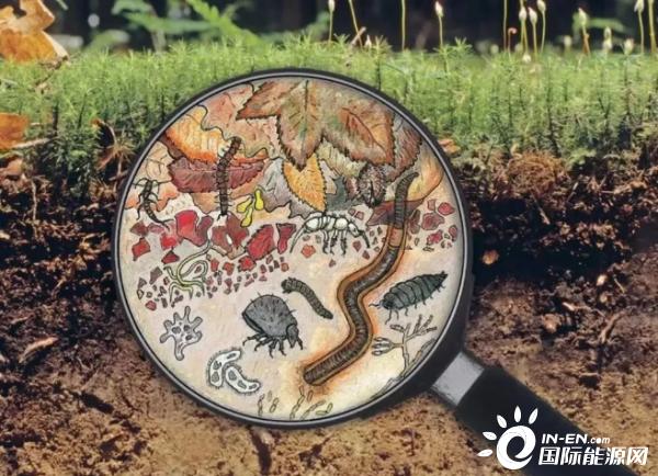 土壤微生物承担着分解者的重要工作(图片来自网络)