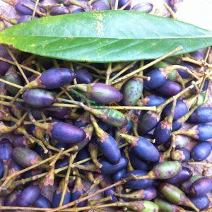 金丝楠种子,桢楠种子,小叶楠木种子