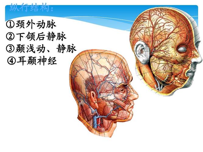 适合临床,口腔医学学生 纵行结构: ①颈外动脉 ②下颌后静脉 ③颞浅动