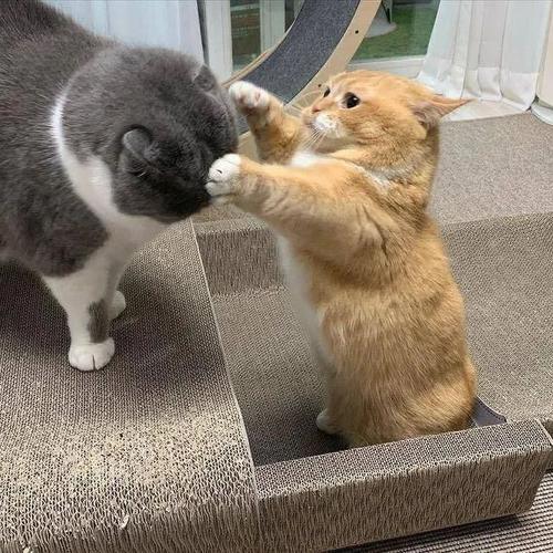 两只短腿猫打架,场面有点可爱
