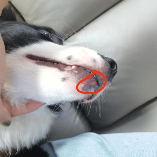 【讨论】狗狗下巴长了个痘?