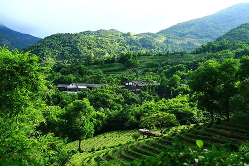 三洲茶园