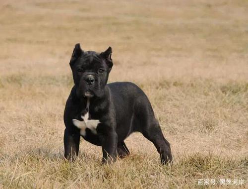 养卡斯罗犬的三大危害!