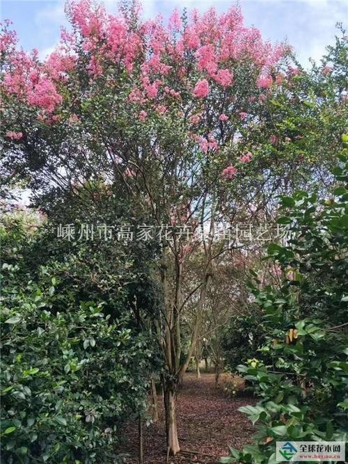 浙江绍兴川红紫薇嵊州基地自销,价格优惠