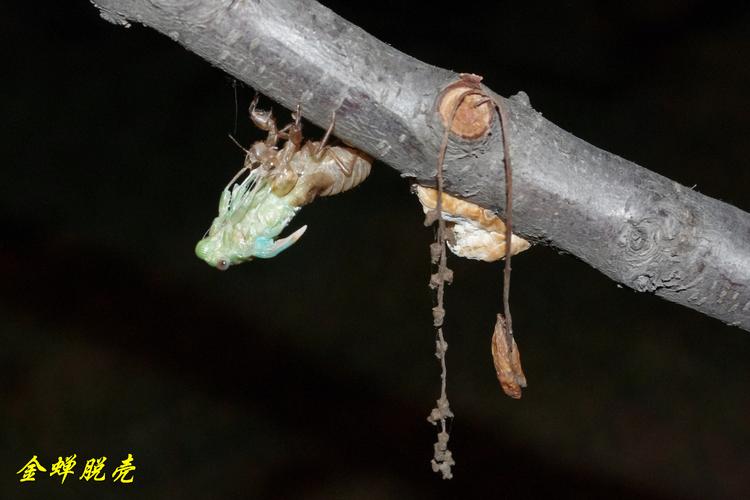 金蝉脱壳全过程