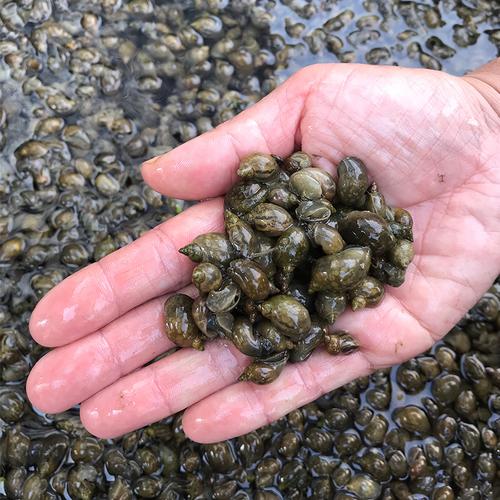 小乌龟活体饲料壳薄地图原生冷水螺水蜗牛鱼缸螺