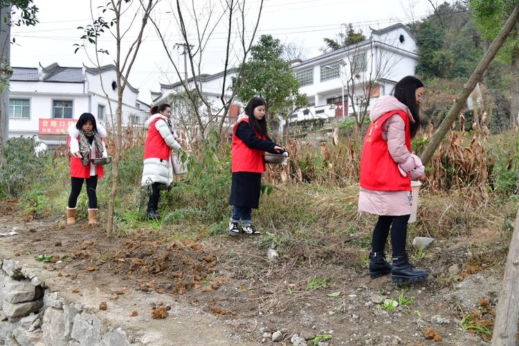 聚焦51治观山湖区朱昌镇100余株桂花树为长青路添绿