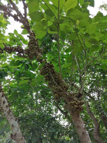 大果榕(无花果)