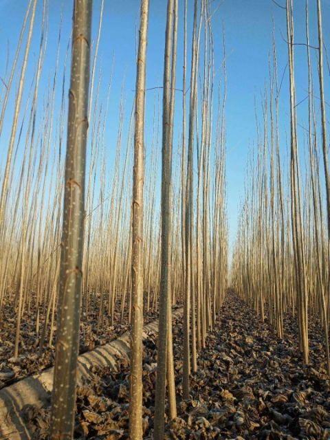 107杨树苗,杨树苗价格-山东临清绿源杨树苗基地