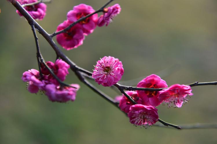 梅花- 美篇