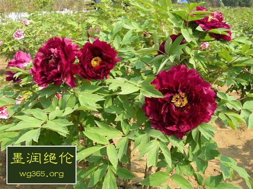 墨润绝伦13年牡丹苗批发价格品种图片大全