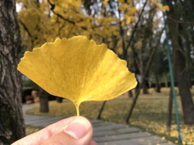 12月份成都之行金沙遗址熊猫基地