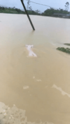 江西吉安暴雨现"猪坚强"洪流中"游泳"求生