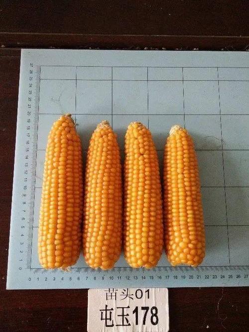 喜讯北京屯玉一次通过5个国审玉米新品种