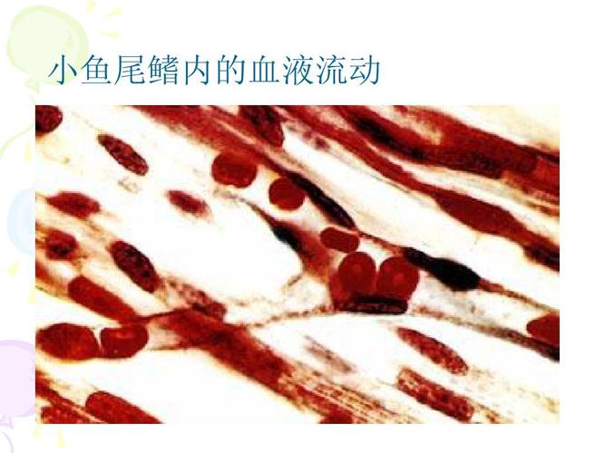 七年级生物下册 济南版 第三章 小鱼尾鳍内的血液流动