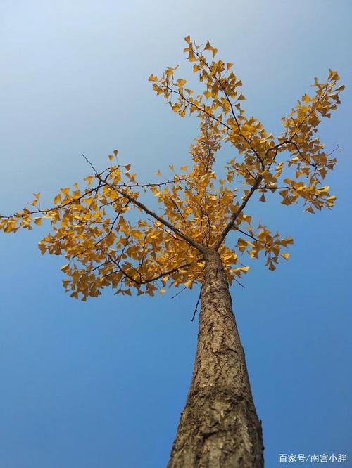 银杏树的美在于金黄色的树叶和笔直挺拔的树干