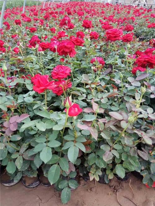 山东潍坊青州市大花月季种植批发基地