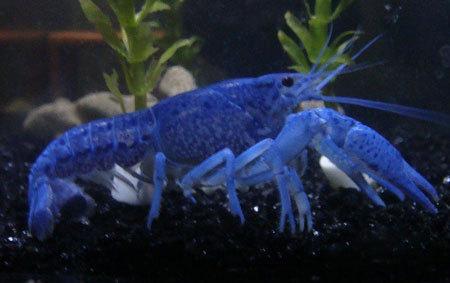 佛罗里达蓝螯虾