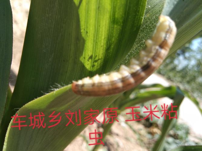 吉县玉米粘虫大面积爆发,粘虫防治选择早上日出到十点前,下午五点以后