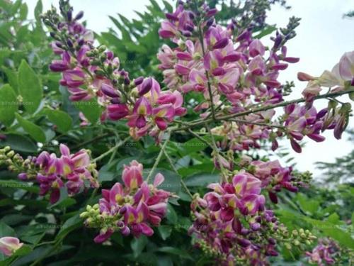 鸡血藤图片_春季的鸡血藤图片大全 - 花卉网