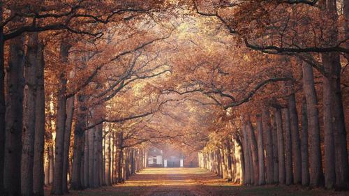 秋天清晨阳光照入森林唯美景色