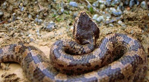 烙铁头蛇会攻击人吗