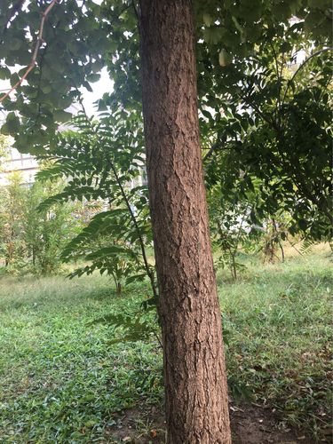 于昊辰观察银杏树10月8日