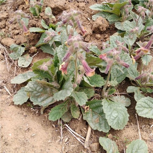 热卖野生新鲜地黄 天然地道中药材 现挖现卖 500克 地黄根推荐