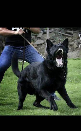 欧洲实战警犬宾利后代