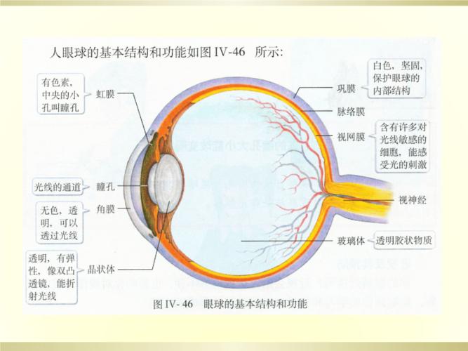 眼球的结构与功能-课件.ppt
