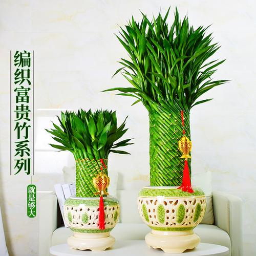 购客节节高富贵竹植物竹子盆栽客厅水养大型绿植室内招财四季常青高档