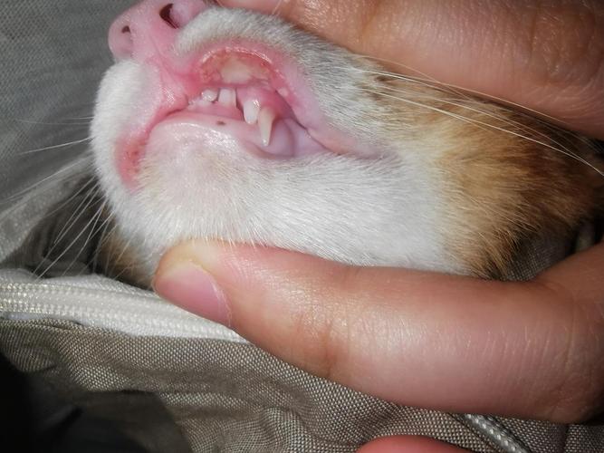 领养的猫咪嘴唇溃烂渗血,去了医院什么都没查出来怎么