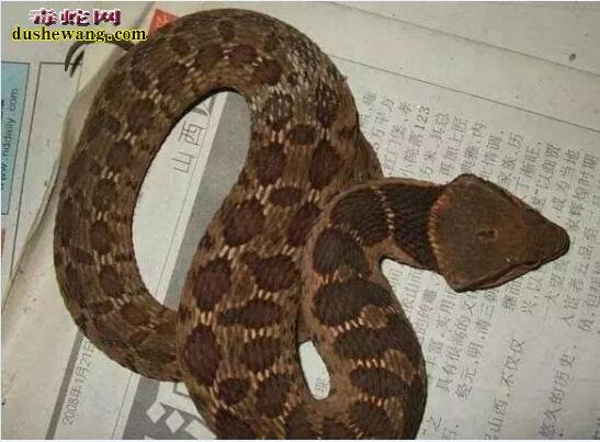 怎么辨别蛇有毒呢?看头是不是三角形是外行说的话!